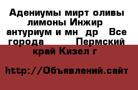 Адениумы,мирт,оливы,лимоны,Инжир, антуриум и мн .др - Все города  »    . Пермский край,Кизел г.